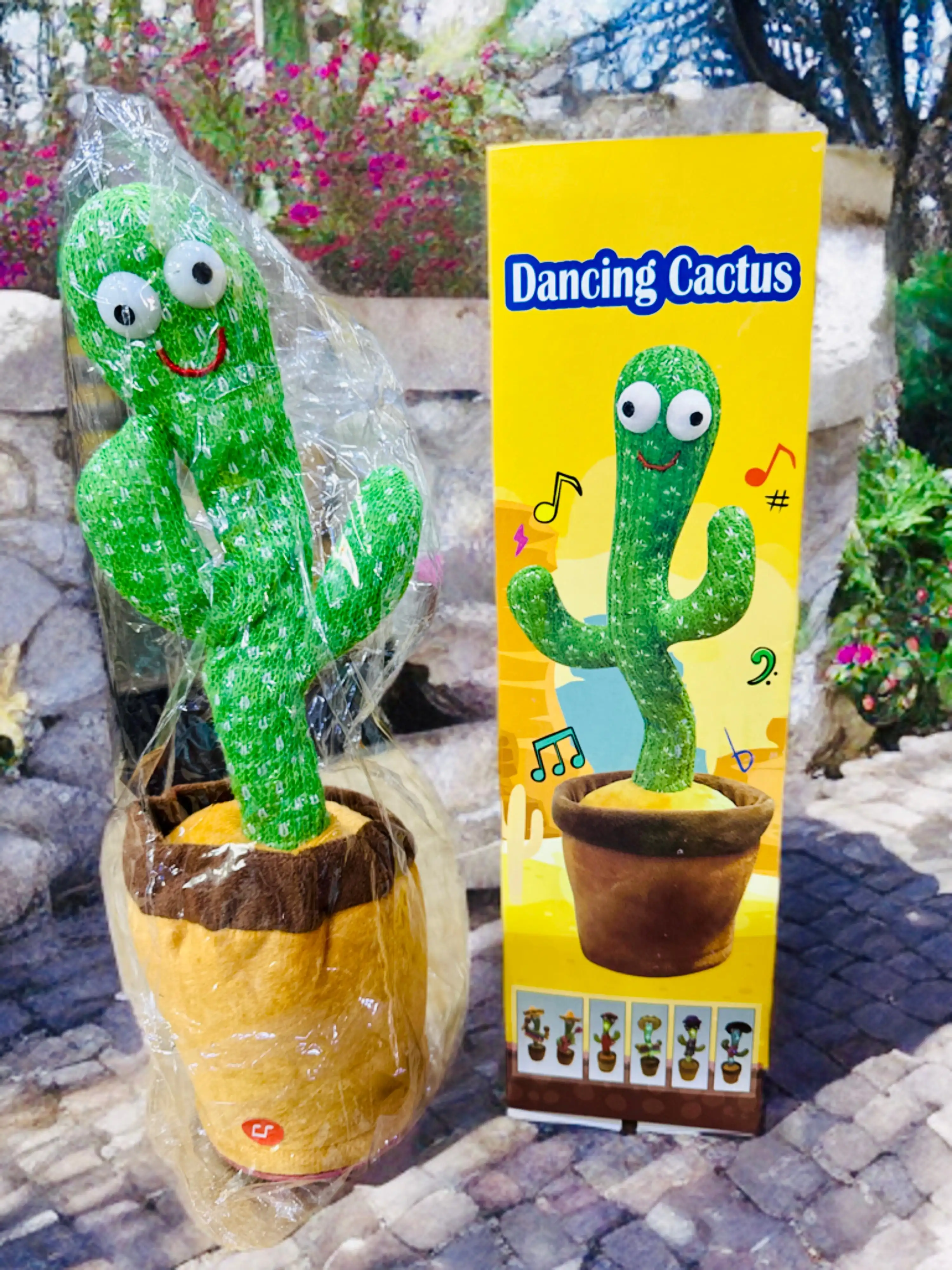 Chinese cactus